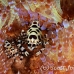 shrimp_coleman_bhr_tam_h_0541_bal6497.jpg